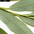 SpeciesSub: f. pendulina (S.alba × S.babylonica × S.euxina)